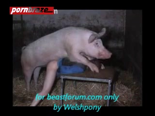 Piggy anal