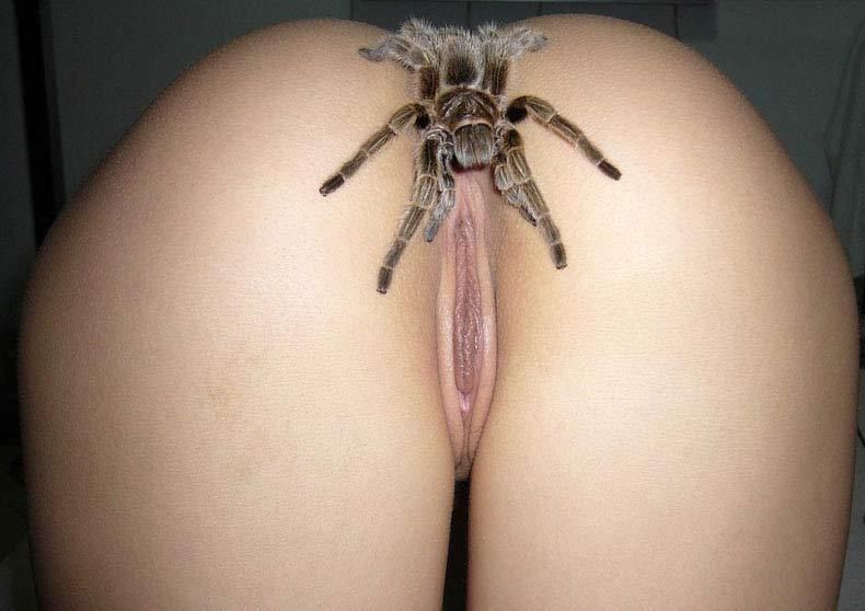 Appaloosa reccomend spider pussy